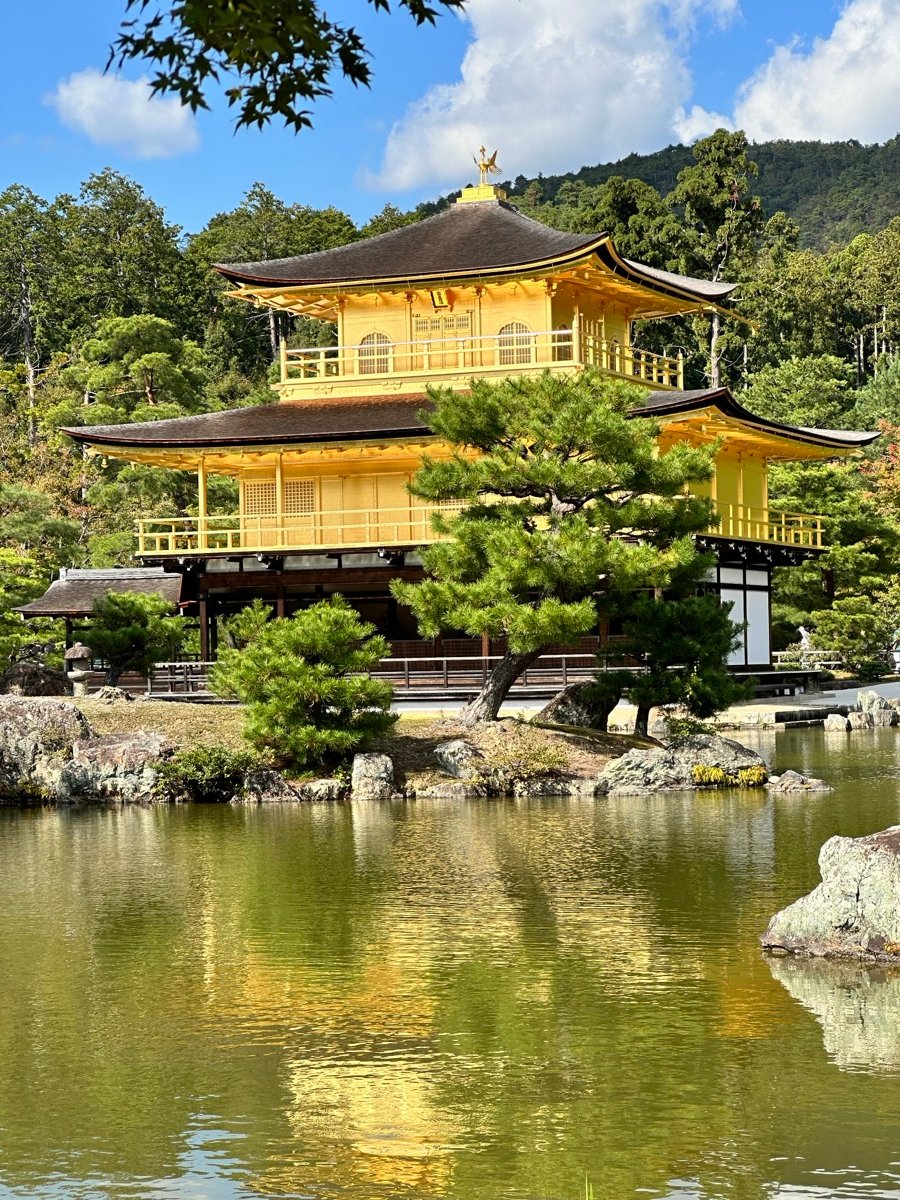 Torii gates en santuario